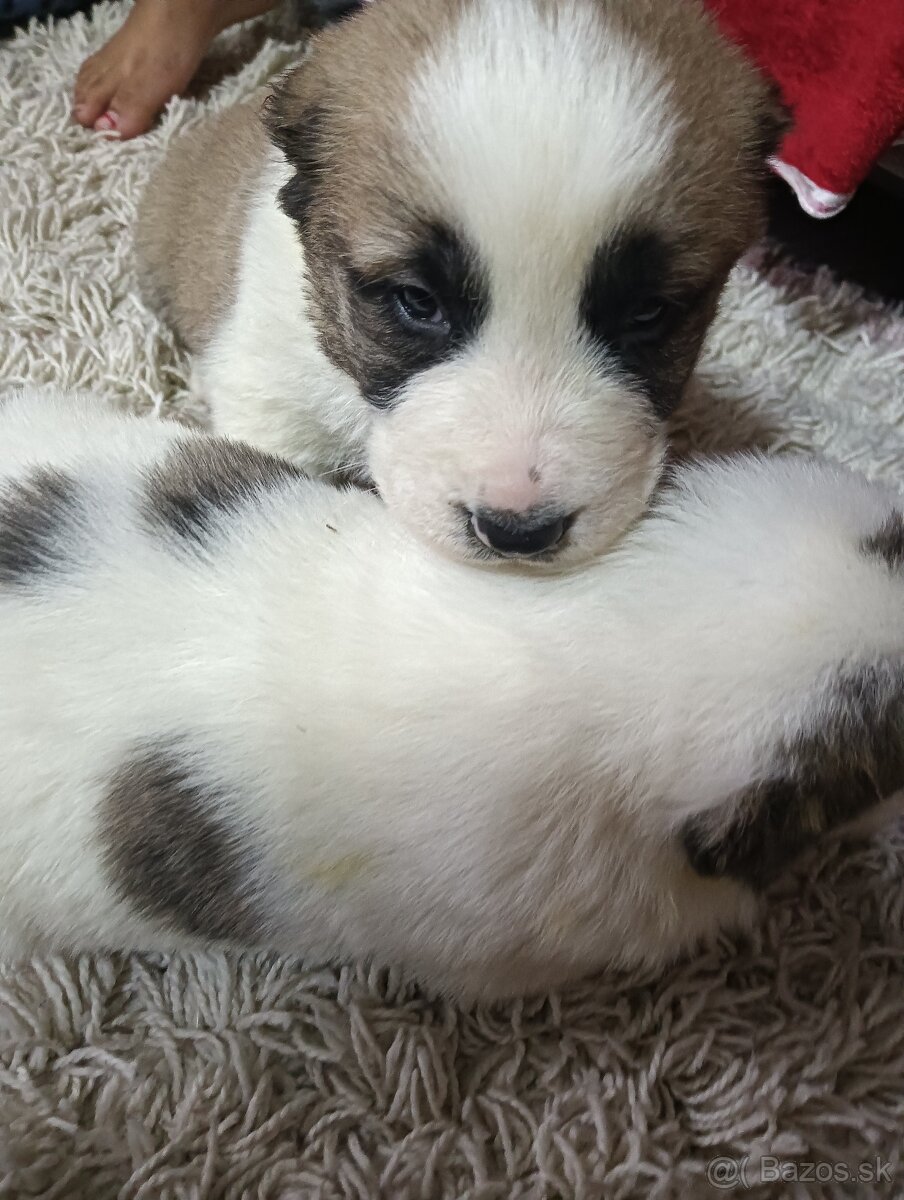 Stredo ázijské stenata - 2