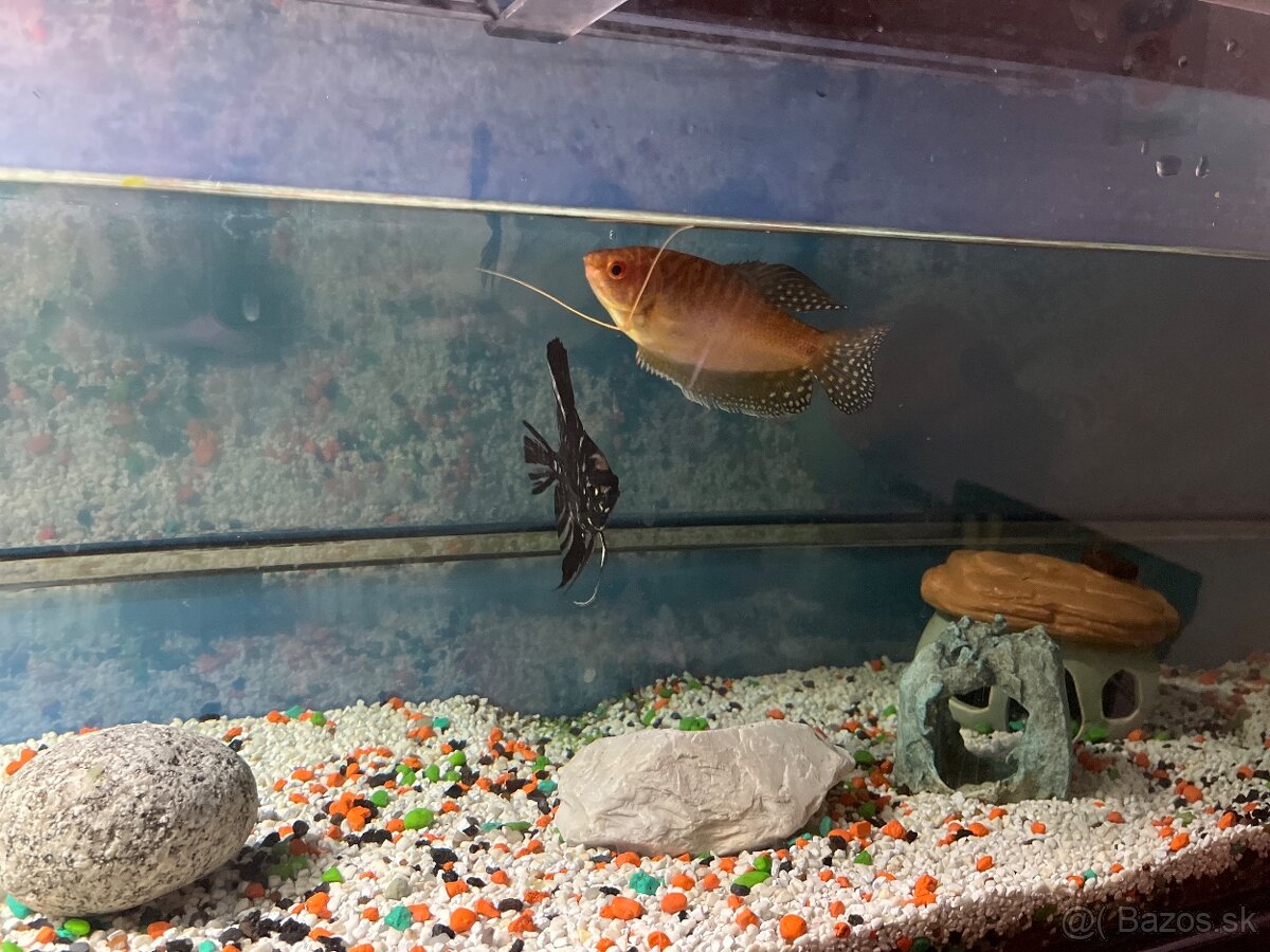 Sladkovodné akvarium - 2