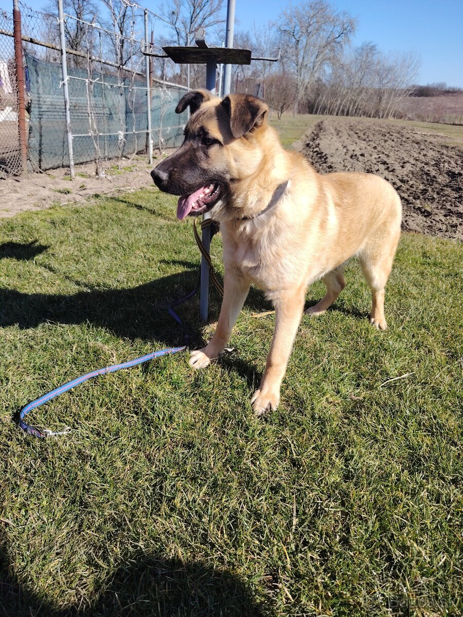 Nemecký ovčiak - 2