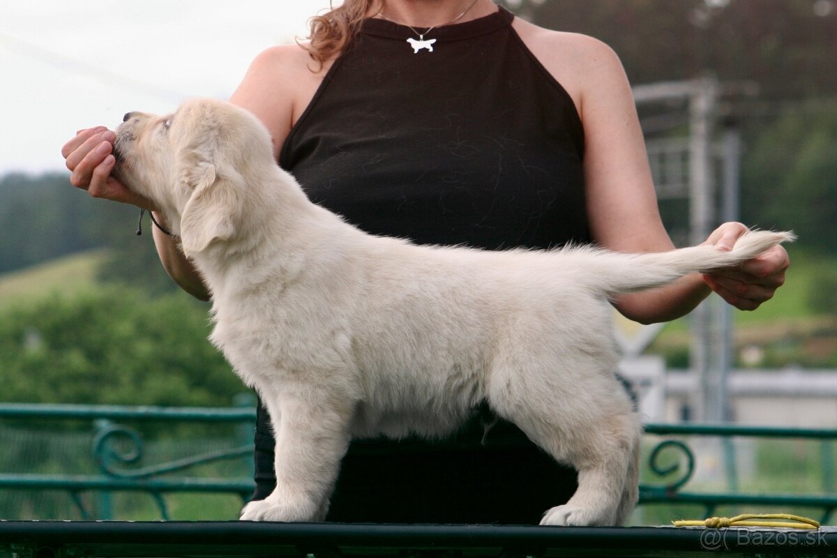 Zlatý retriever s PP - 2