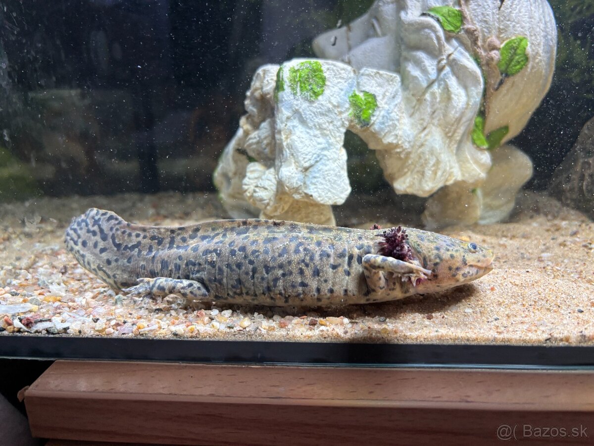 Axolotl s akváriom - 2