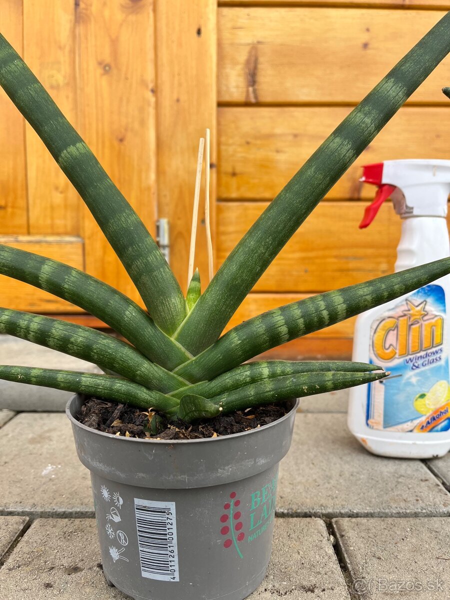 Dracaena Angolensis - 2