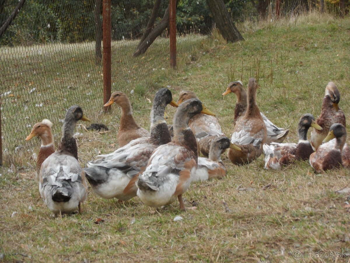 Predám kačice - 2