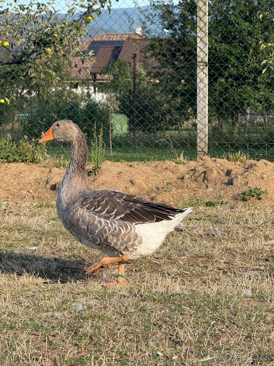 Landenské húsky - 2