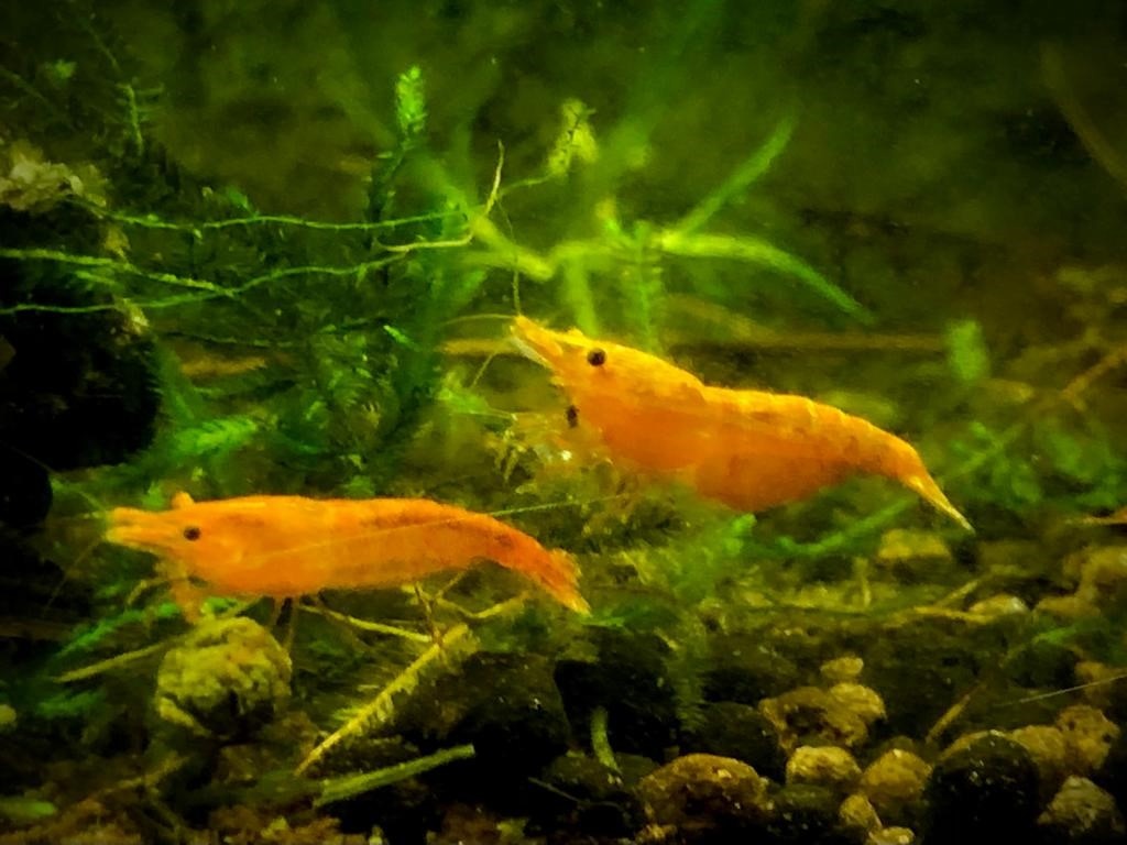 Krevetky Neocaridina - 2