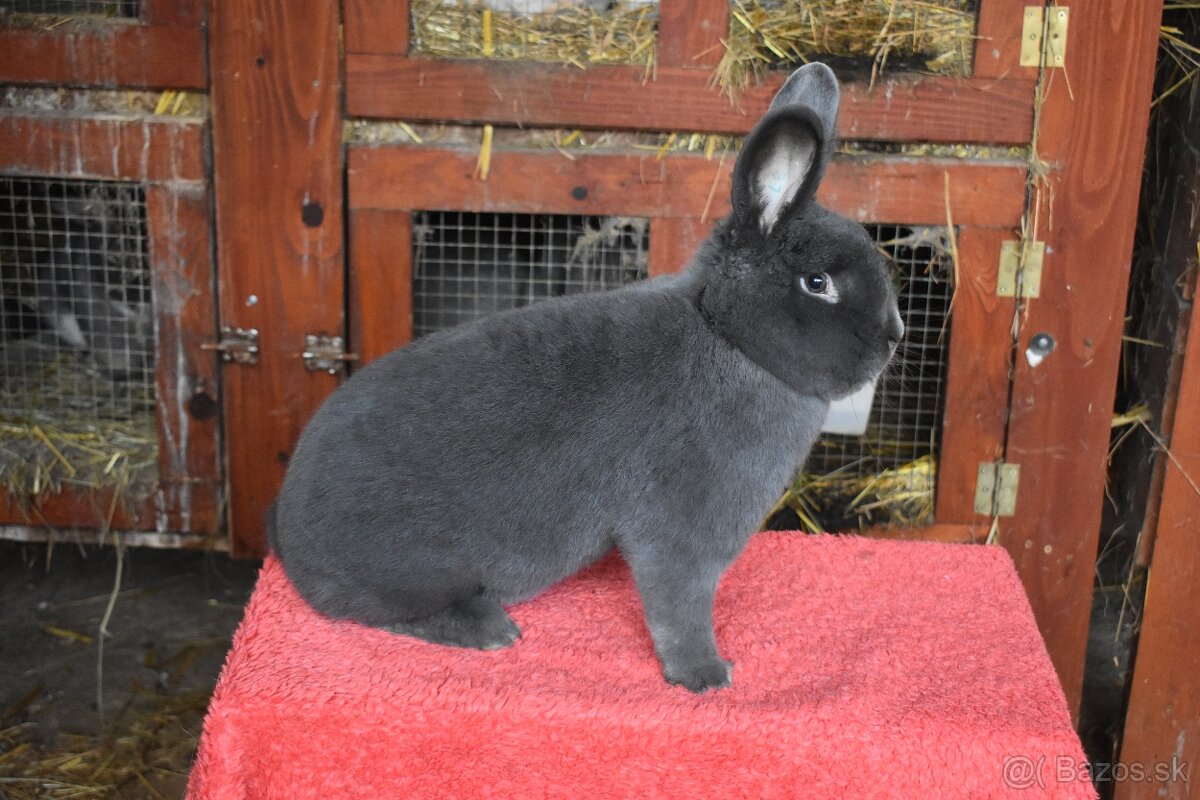 Predam Viedensky modry - 2