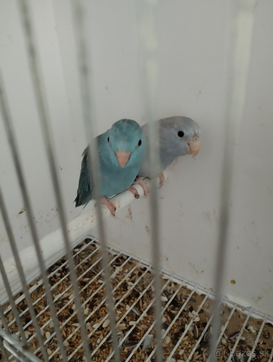 Predám Forpusi a Pyruru zelenolica - 2