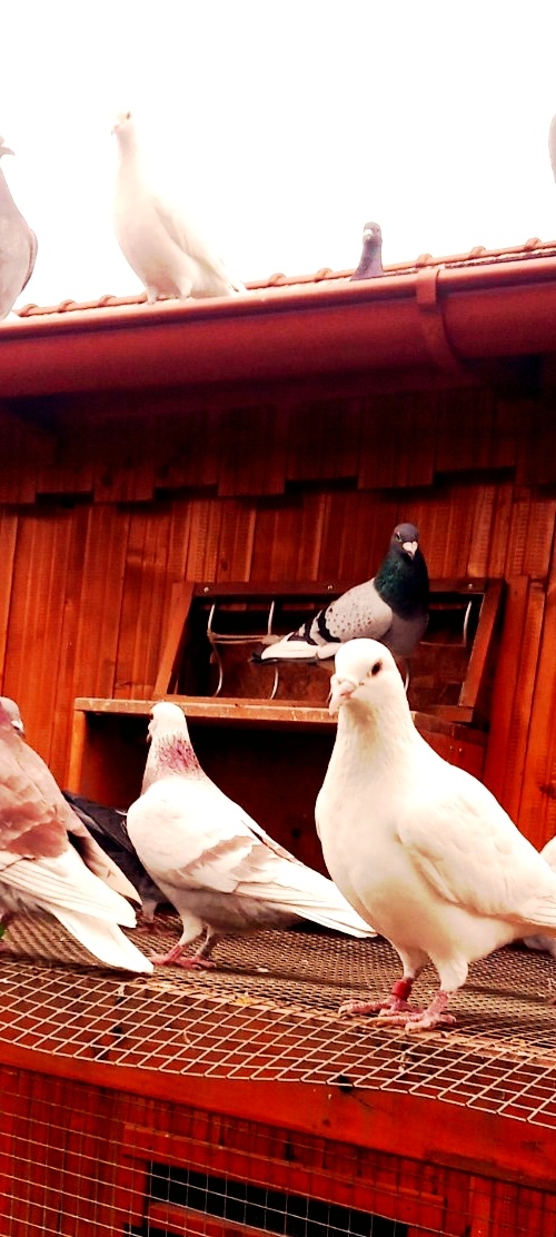 Poštové holuby samčeky - 2