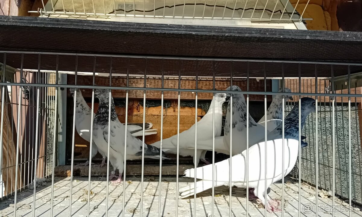 vysokoletky holuby - 2