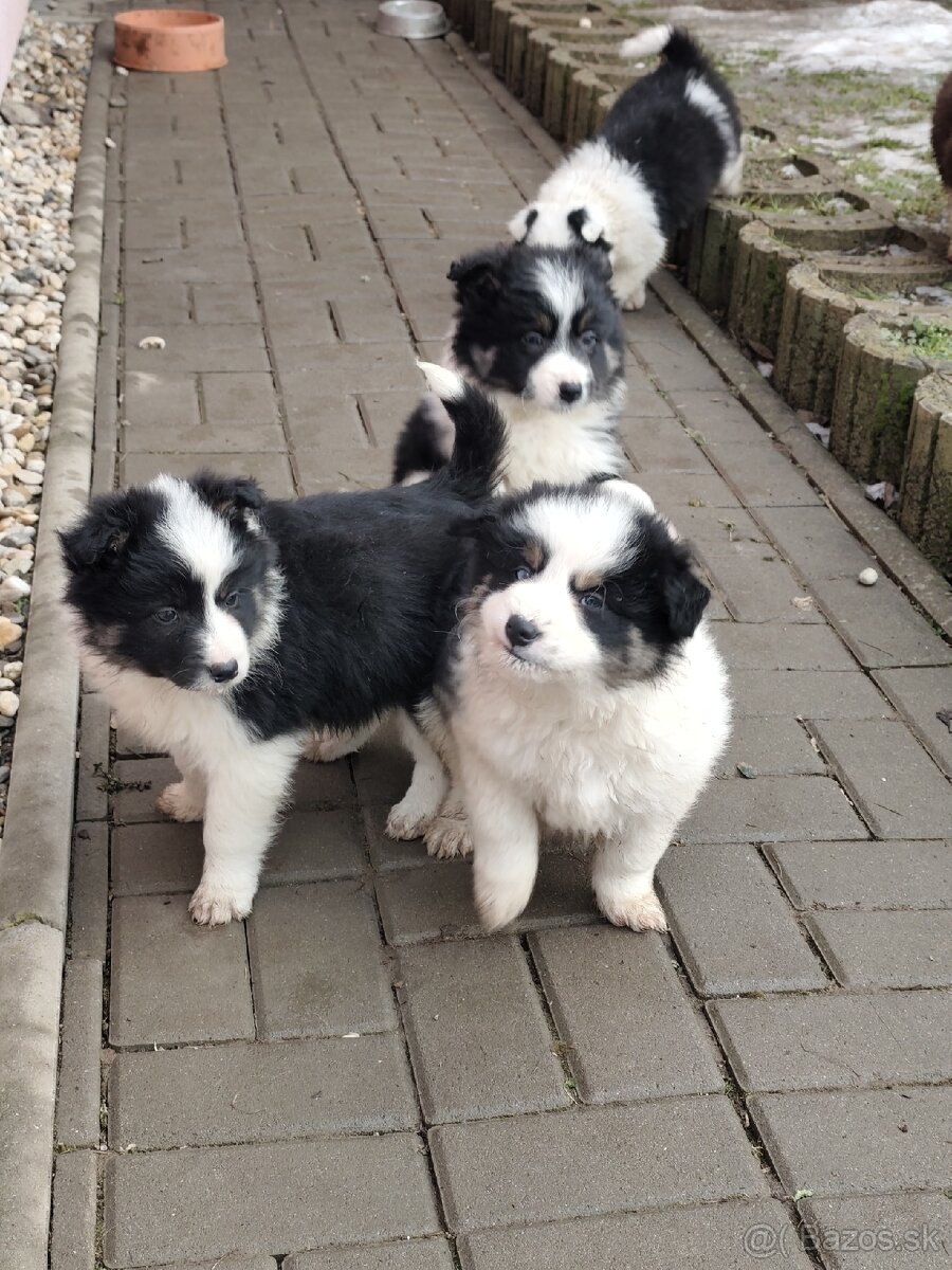 Border kólia - predám šteniatka - 2