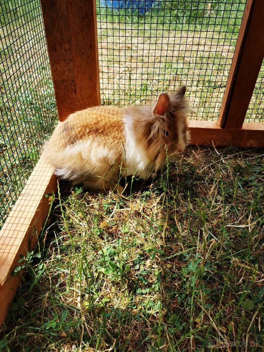 darujem samicu levika - 2