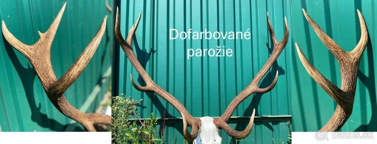 Vyváranie poľovníckych trofejí - 2