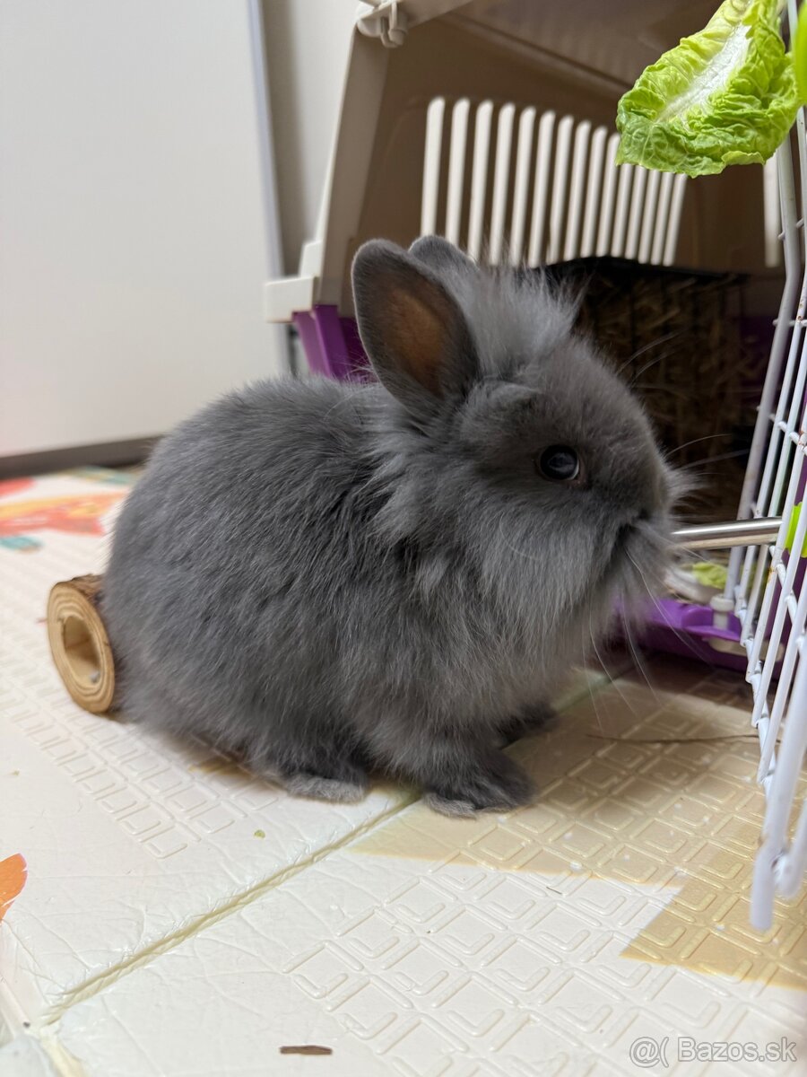 Zakrslý králik , zajac - 2