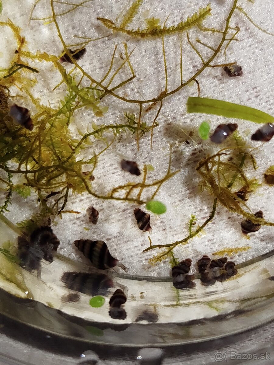 Clea helena – dravé slimáky proti premnoženiu - 2