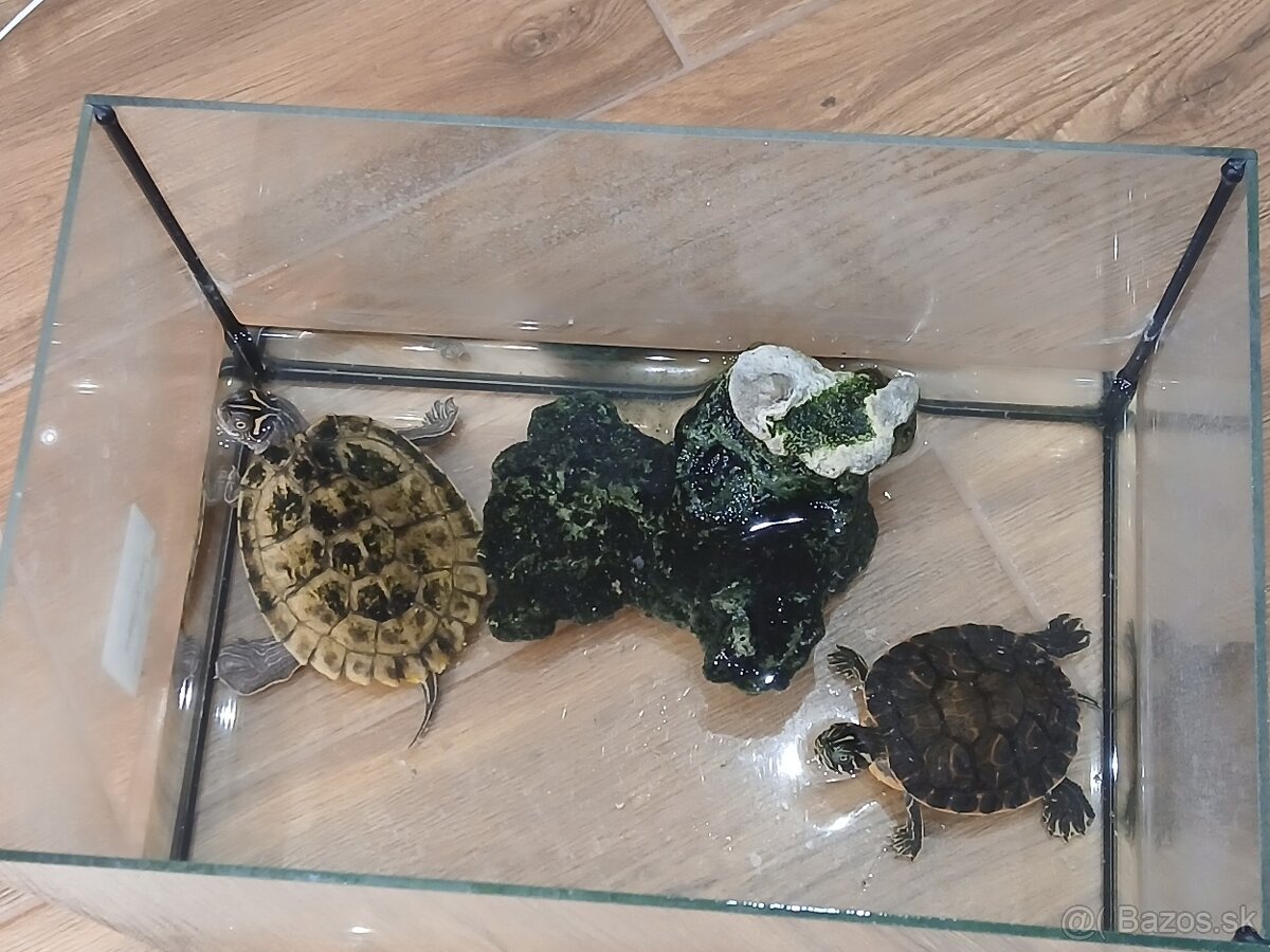 Pekné korytnačky vodné - pár - 2