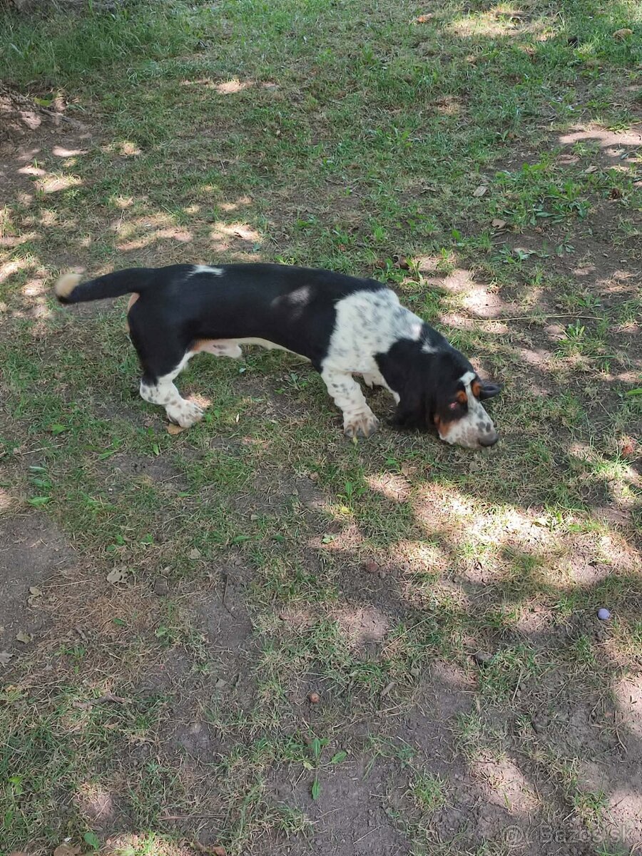BASET-BASSET HOUND. - 2
