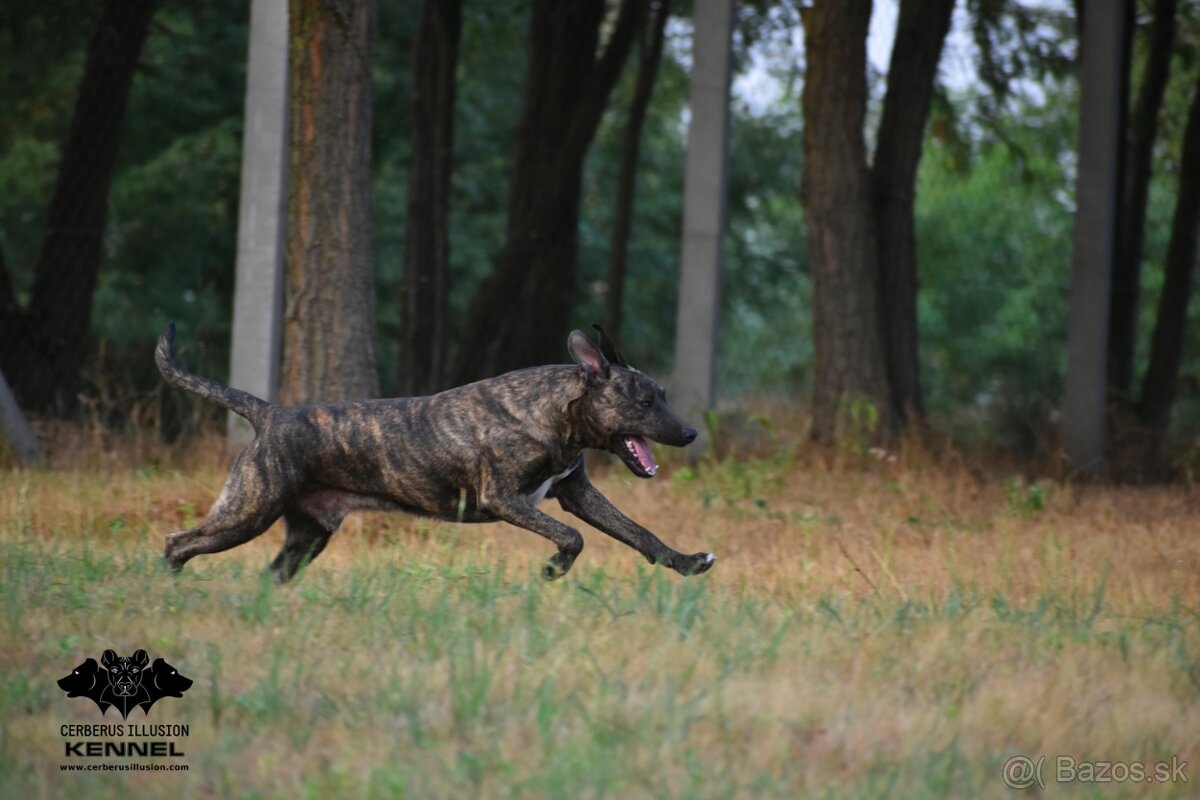 Darujem psa - Uruguajský Cimarron s PP - 2
