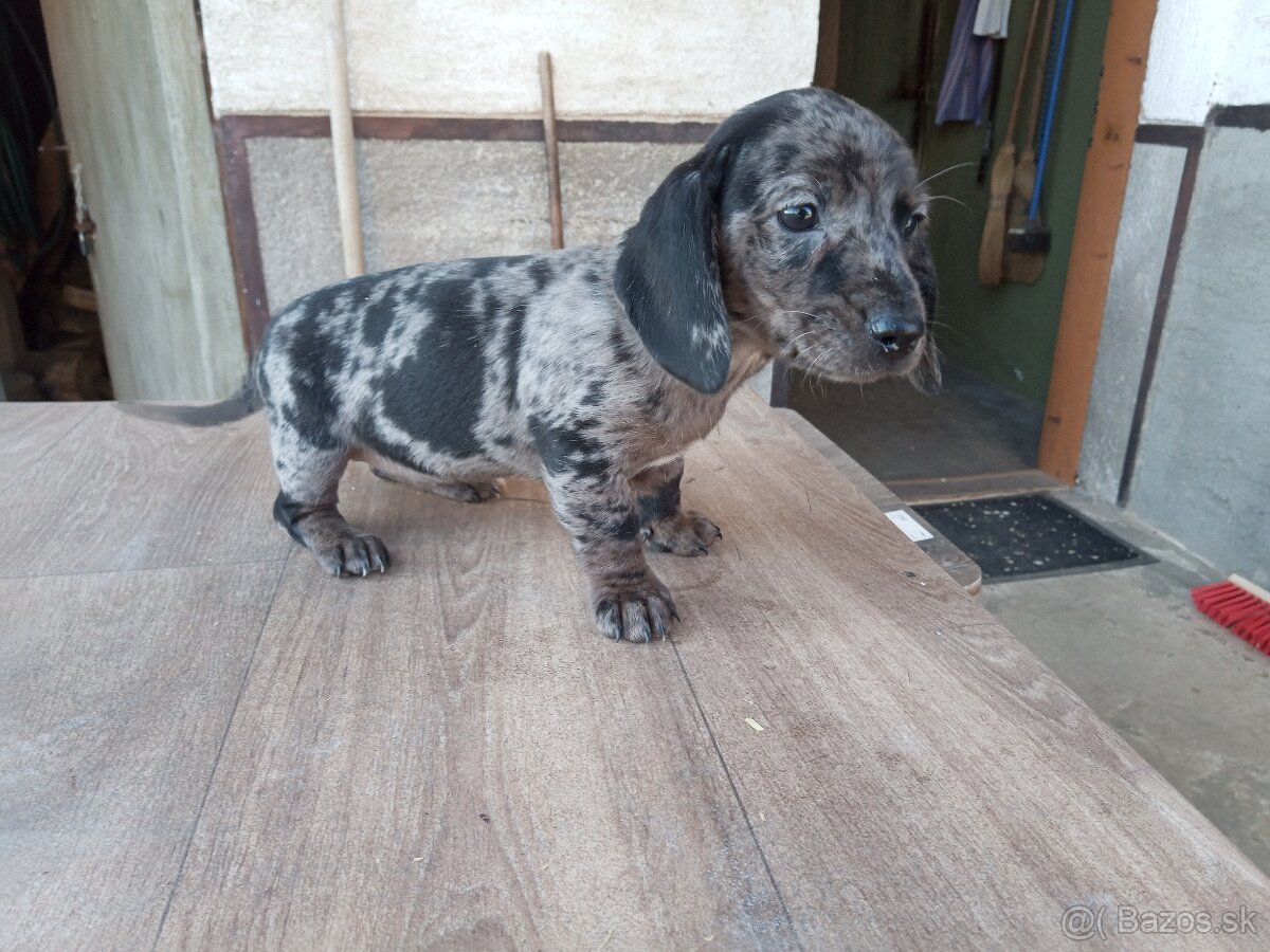 Predám jazveciky steniatka - 2