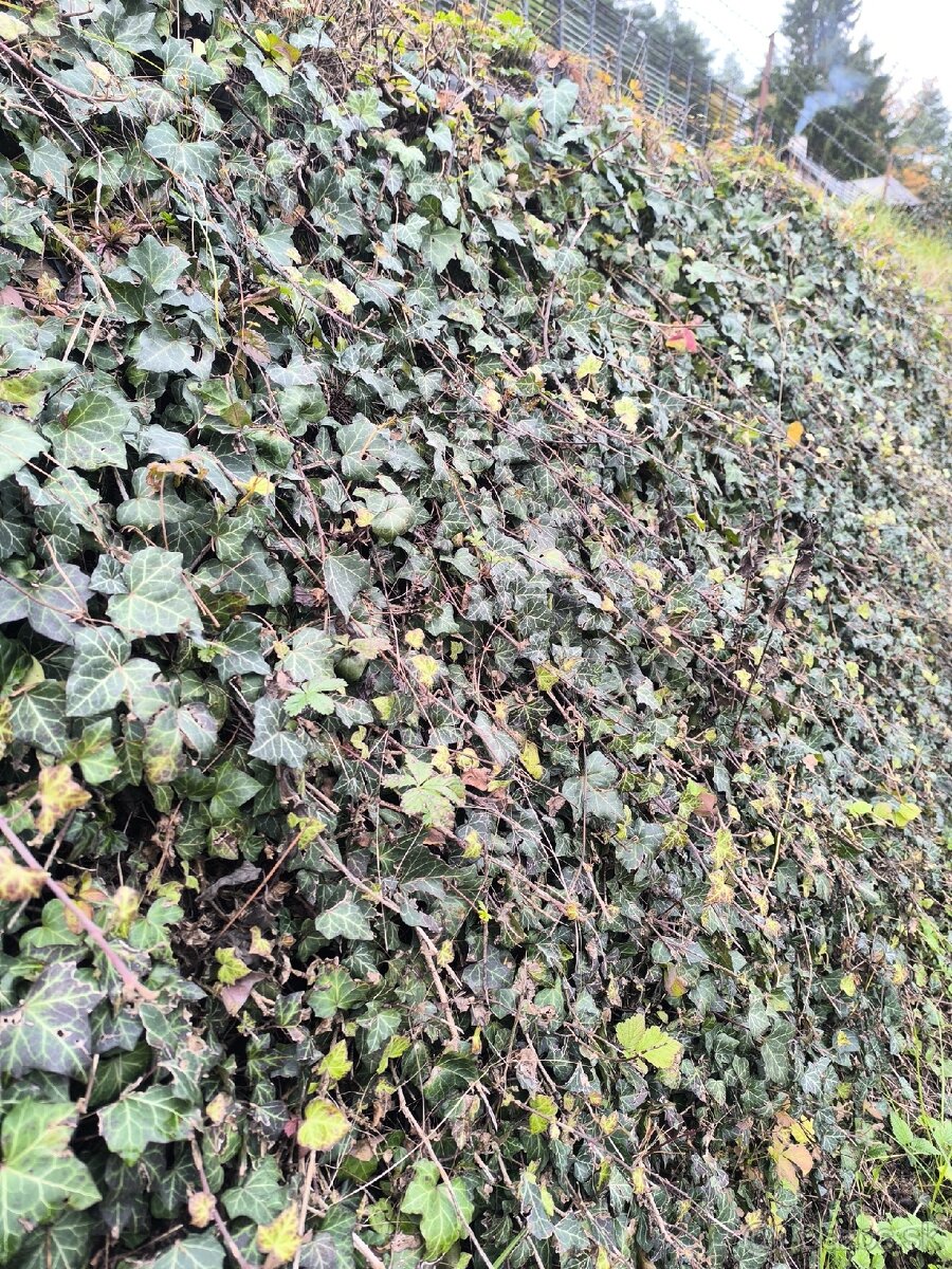 Brečtan popínavý (Hedera helix) – - 2