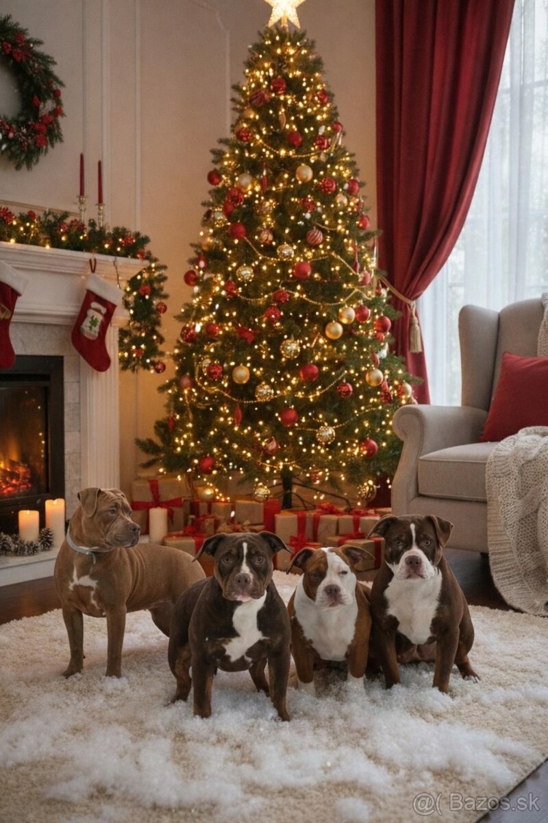 Predám American Bully -Apollo (6 mesiacov) - 2