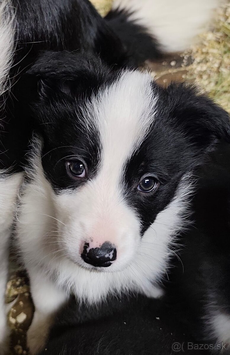 Border kolia - psík - 2