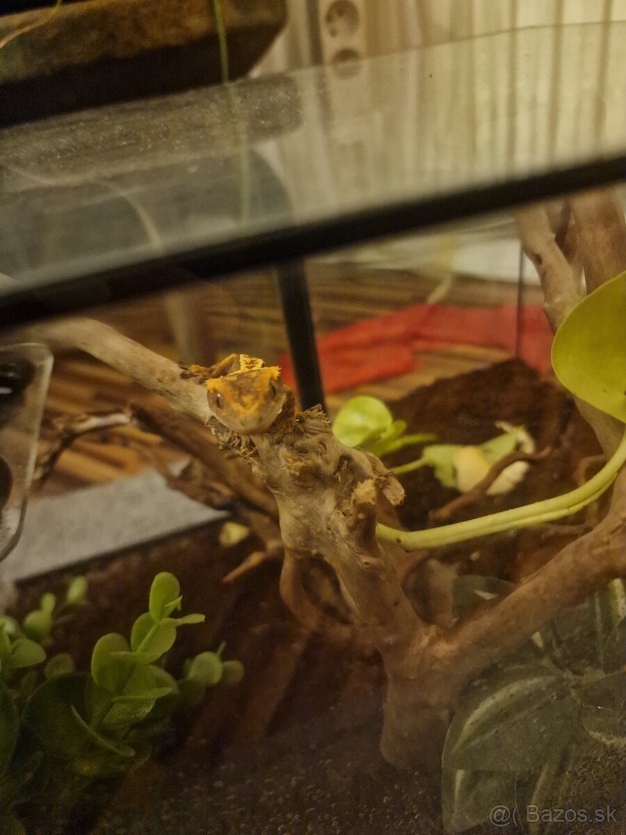 Pagekon riasnaty - 2