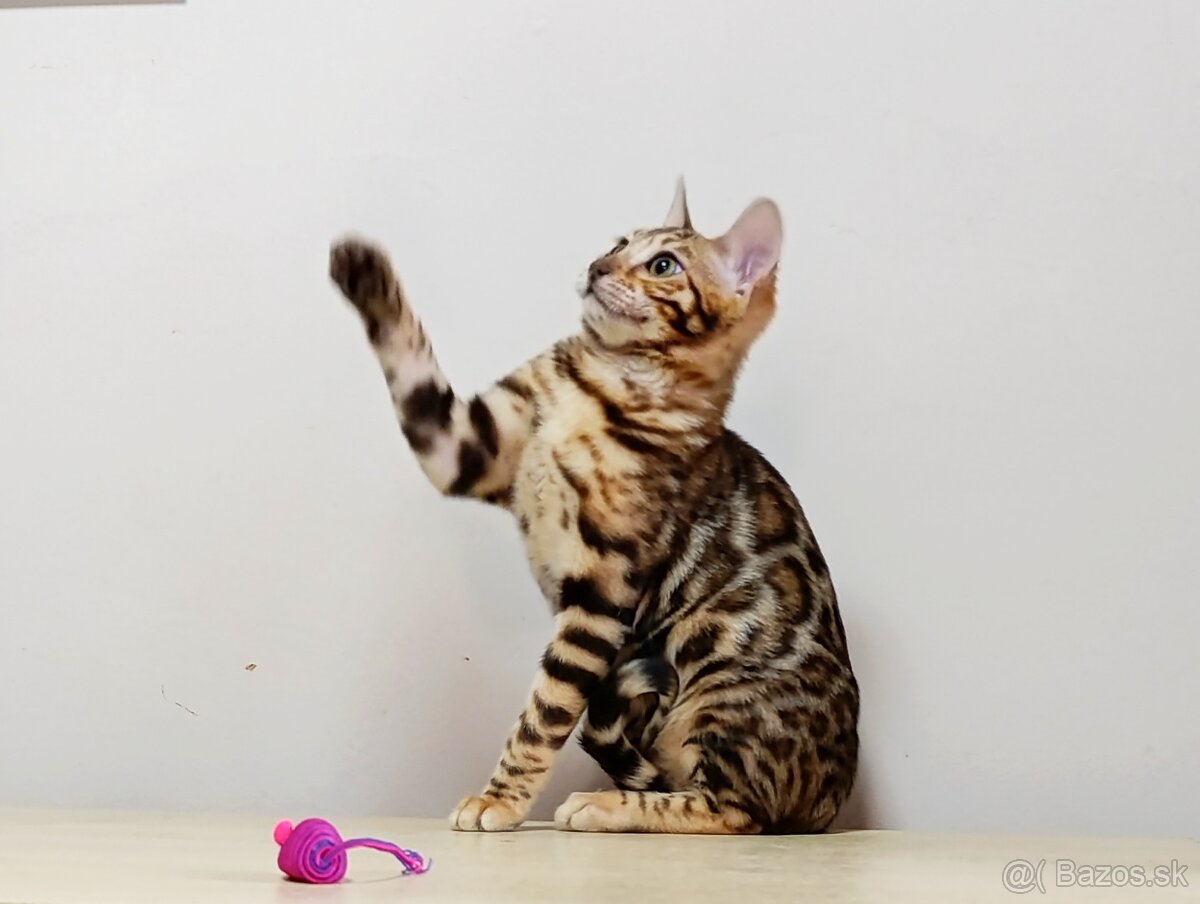 Bengálske mačiatka na predaj - 2