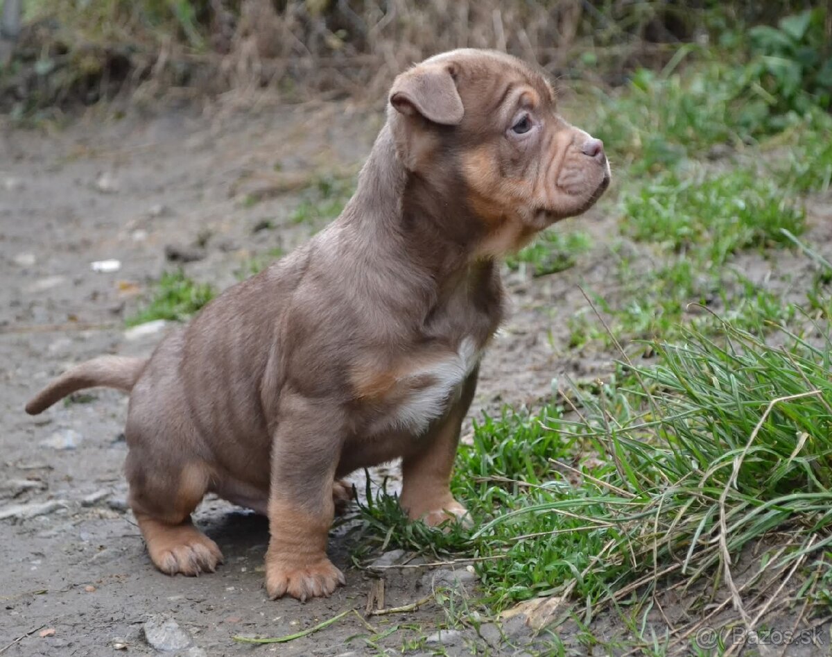 American bully pocket / shar pei (odber 14.11) - 2