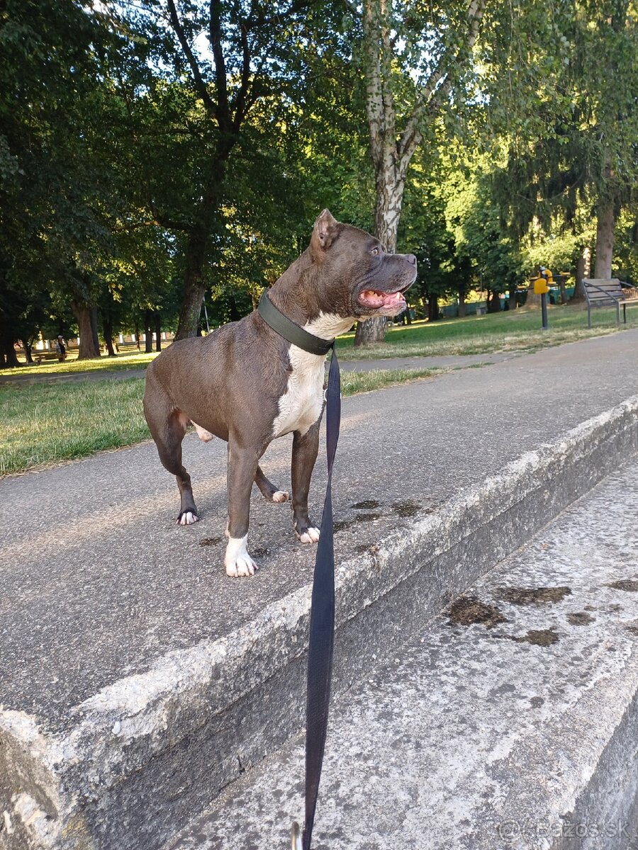 American Bully - 2