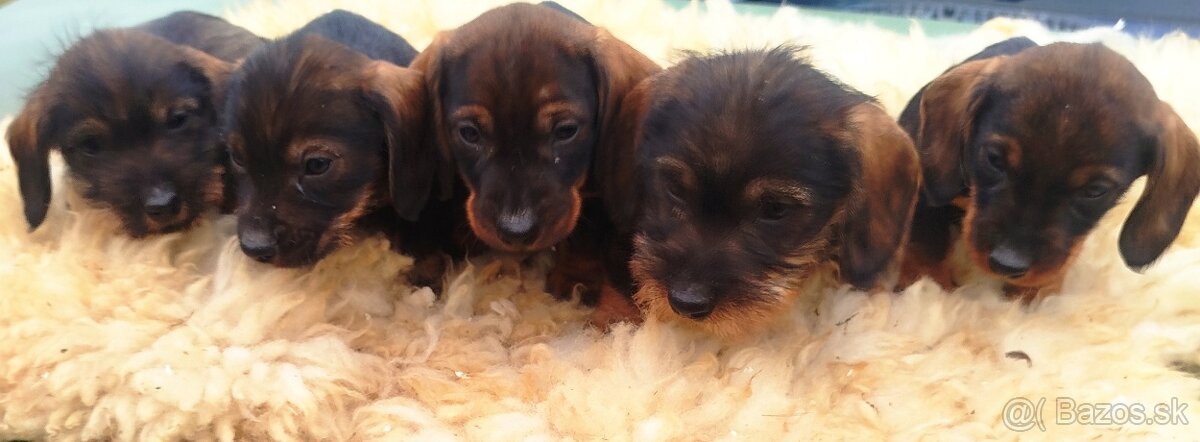 Jazvečík hrubosrsty - 2