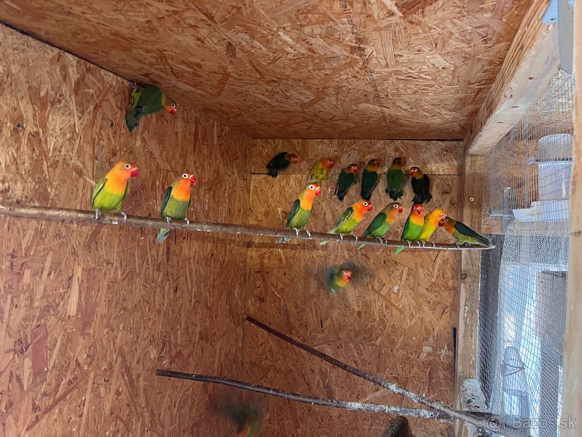 Agapornis fischer - 2