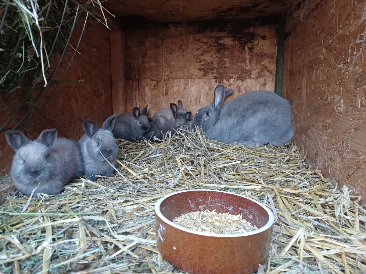 Sikulský králik - 2