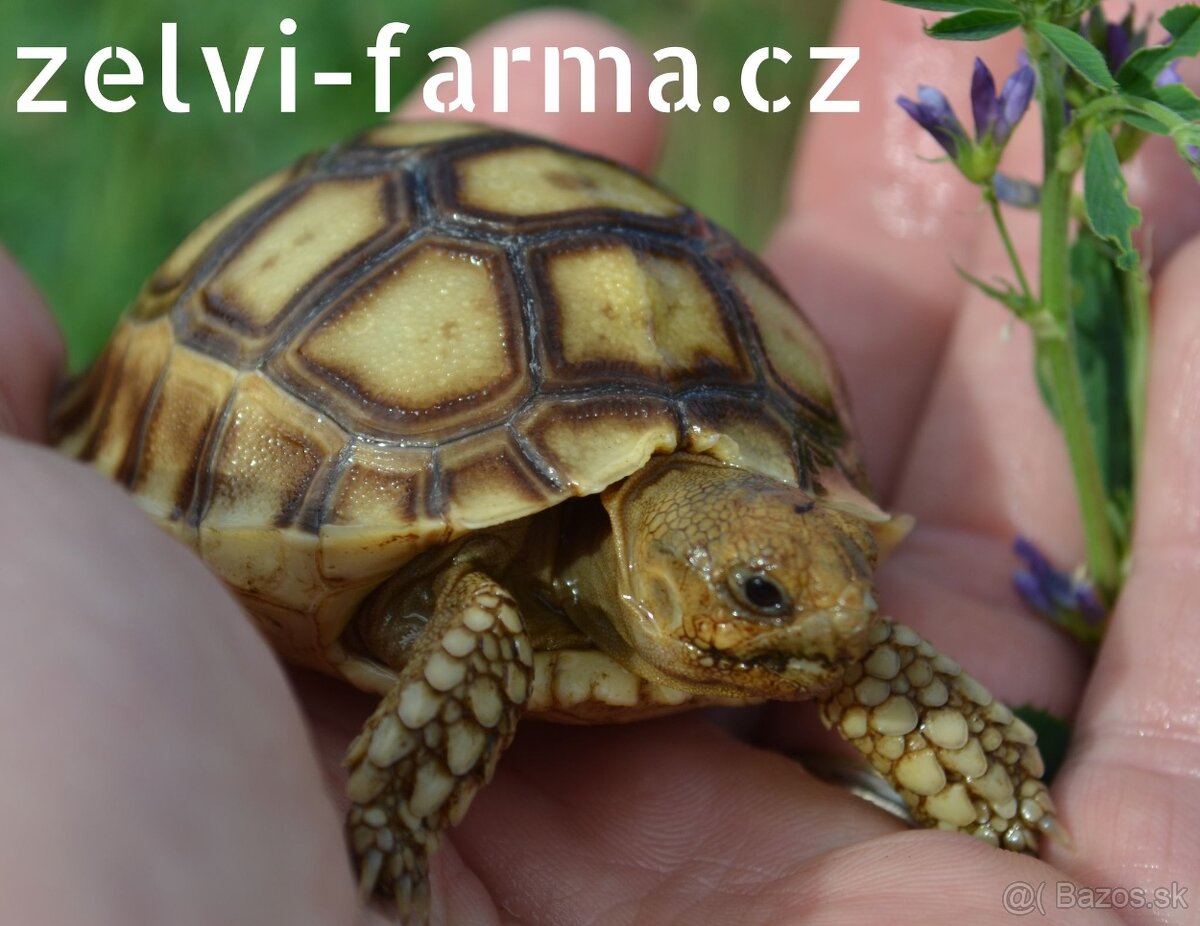 SUCHOZEMSKÉ OSTRUHATÉ KORYTNAČKY – vlastný odchov - 2