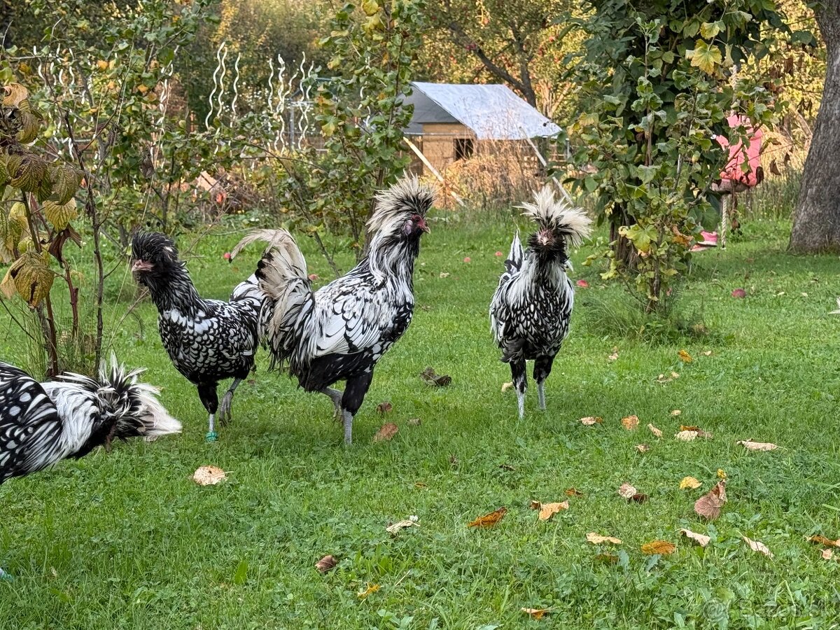 Paduanka strieborno čierno lemovaná Kohút - 2