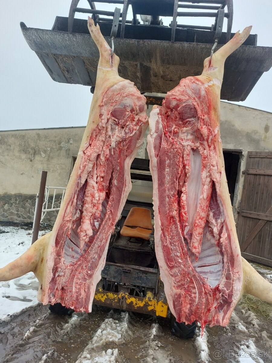 Jatočne ošipane - 2