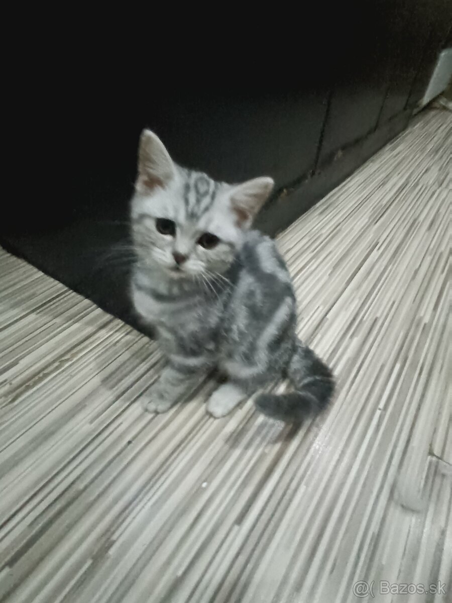 Britske maciatka - 2