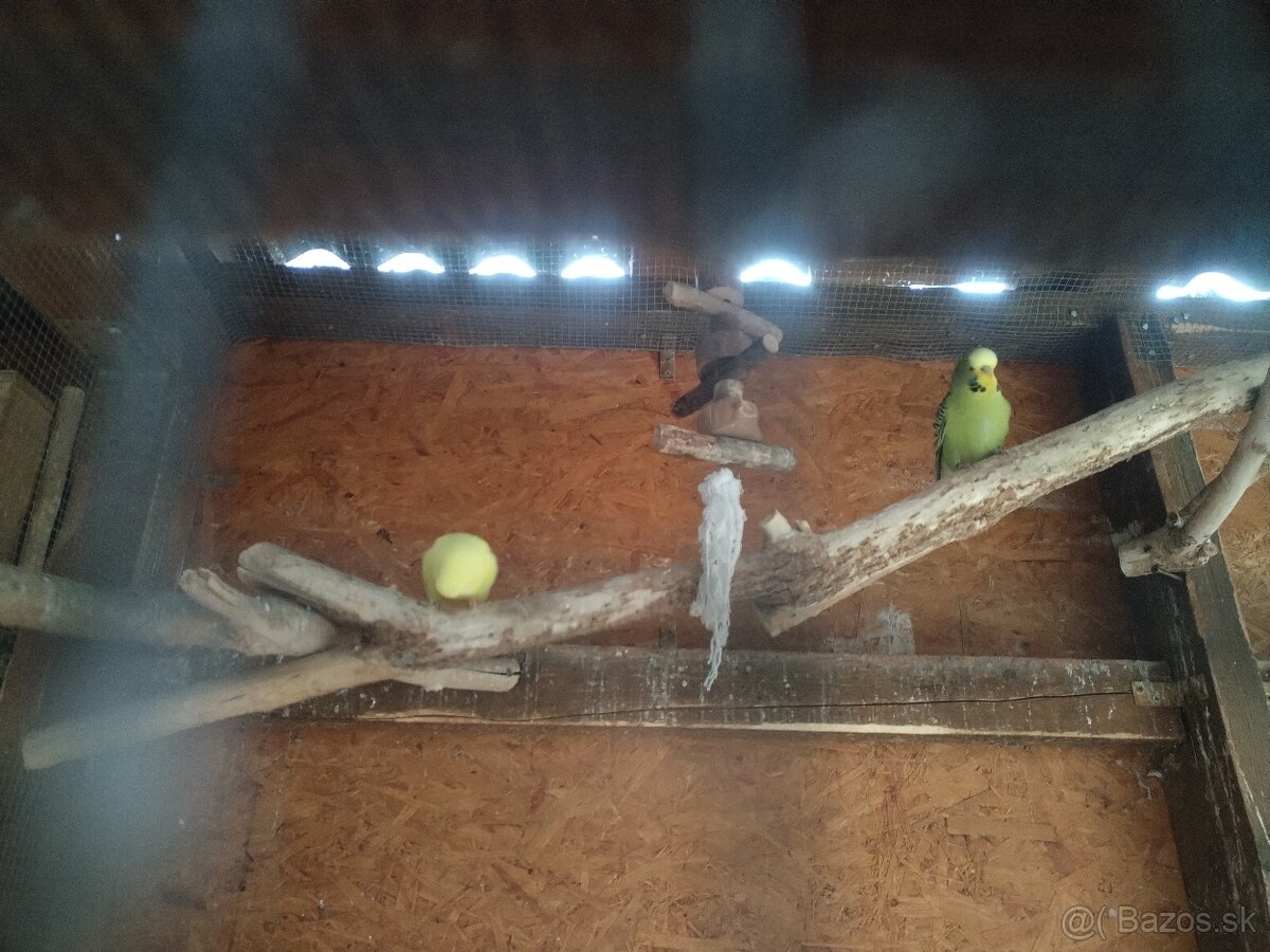 Výstavné andulky 2025,2024 - 2