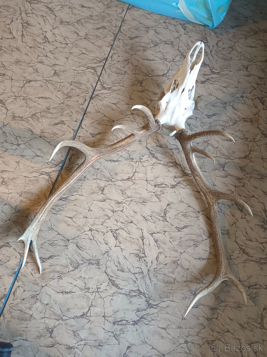 Predám trofej jeleňa - parohy - 2