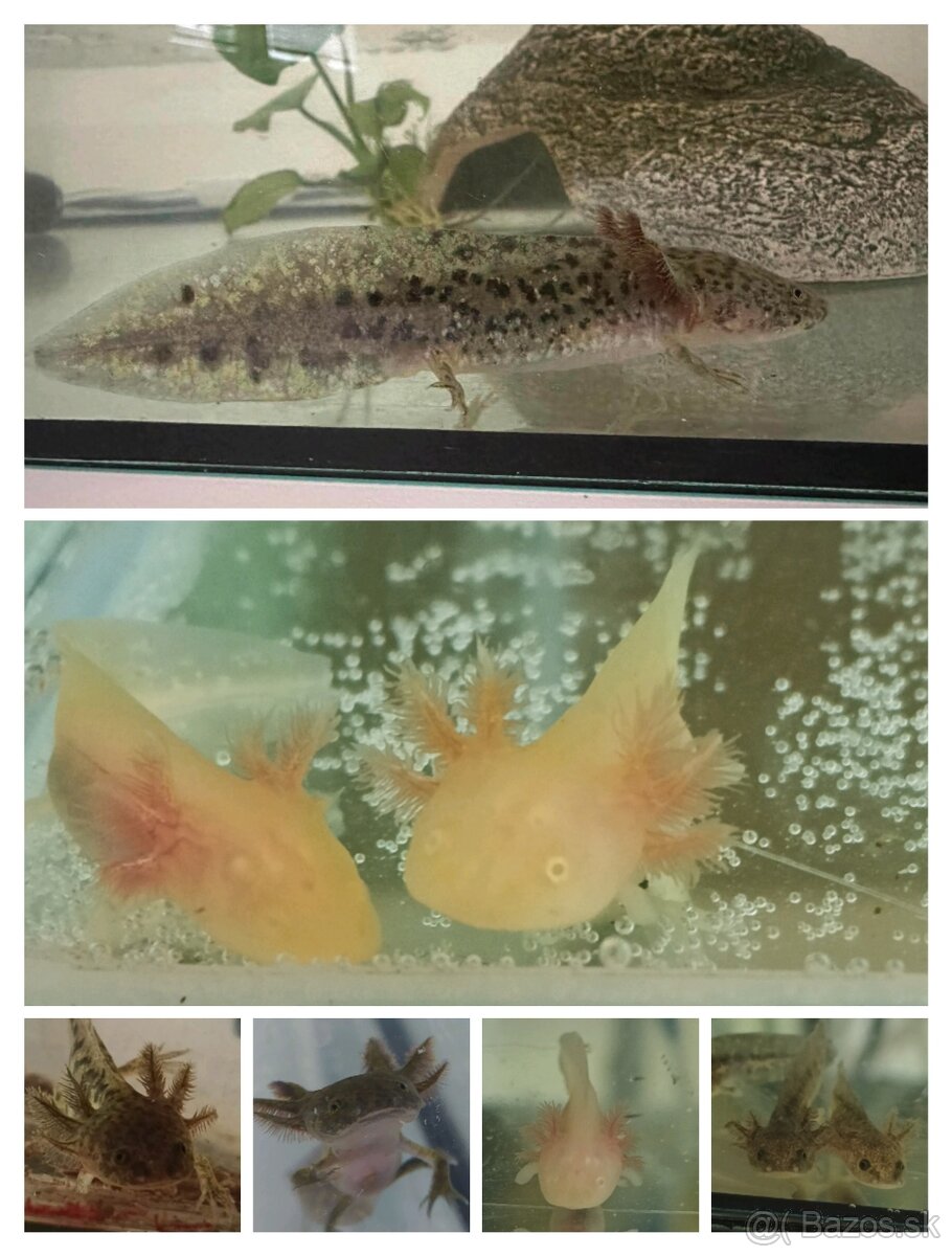 Axolotl mexický - 2