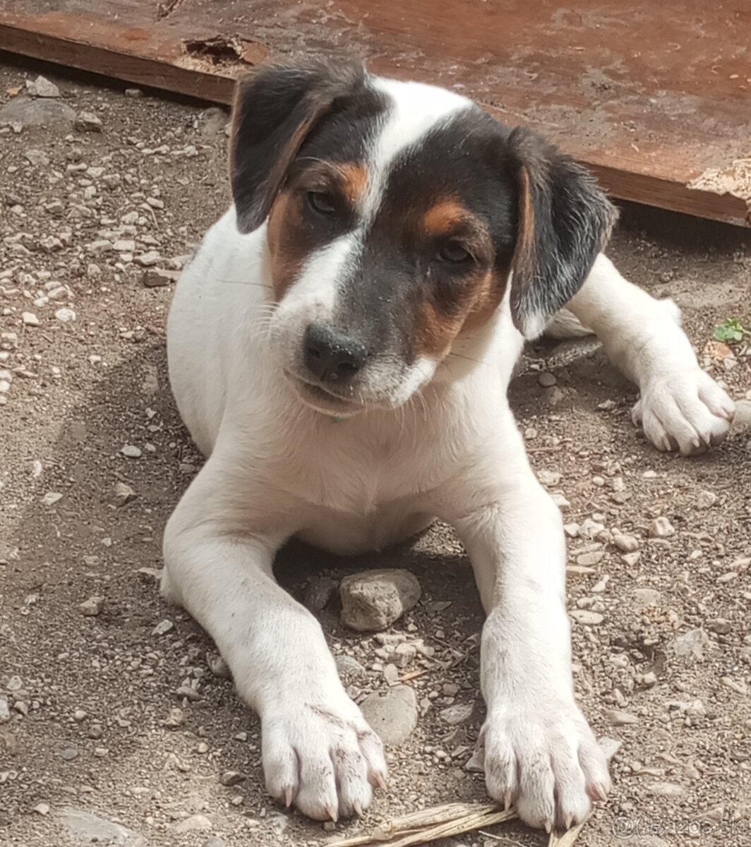 Jack Russel - 2