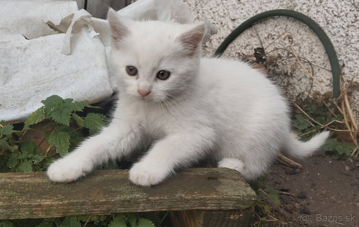 Darujeme mačičky - 2