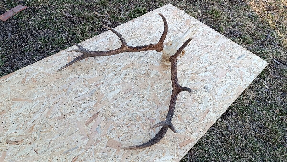 Jelenie parohy,zhody trofeje - 2