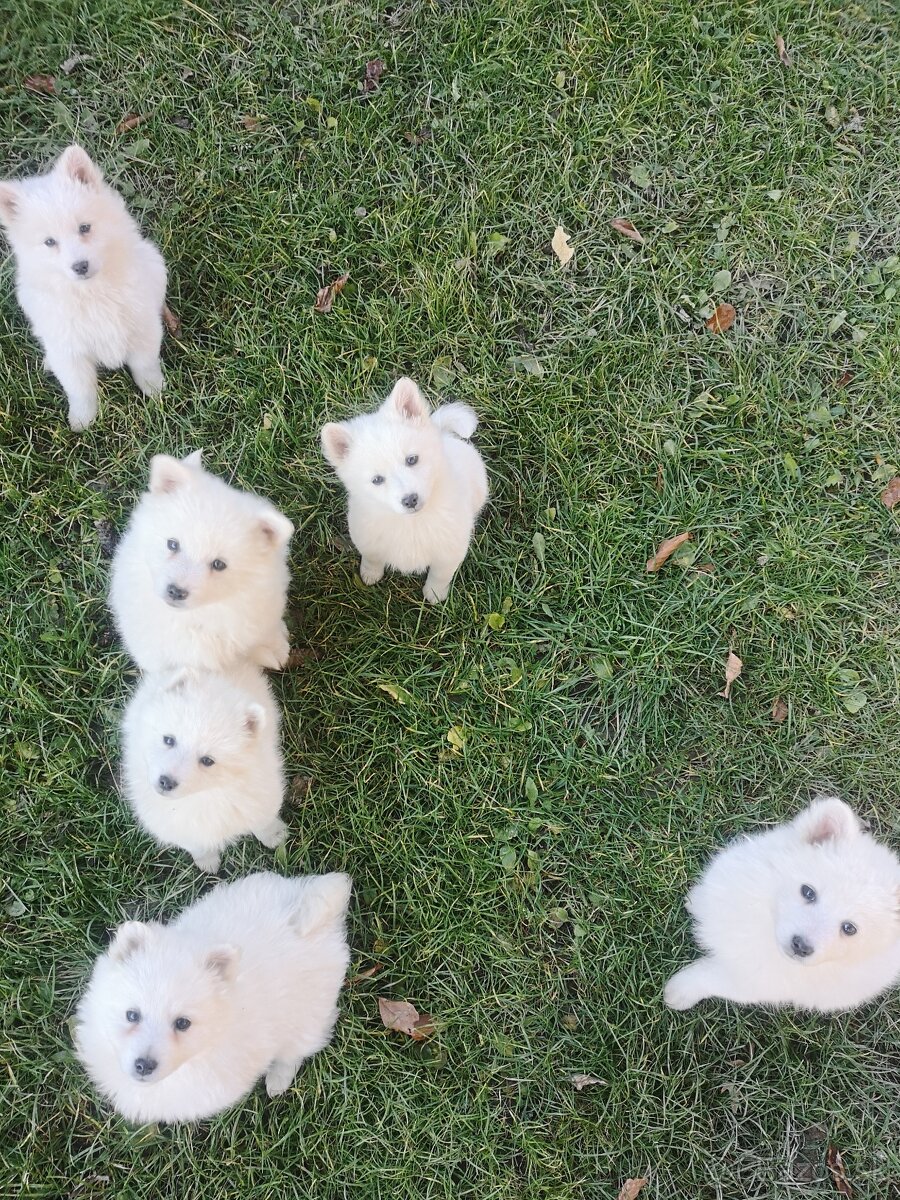 Nemecký špic biely stredný - 2