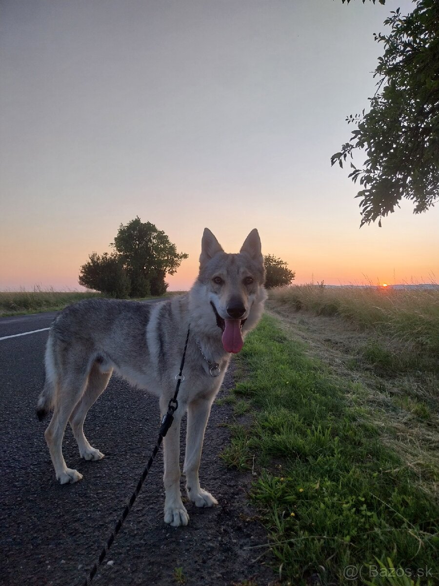 Československý vlčiak - 2