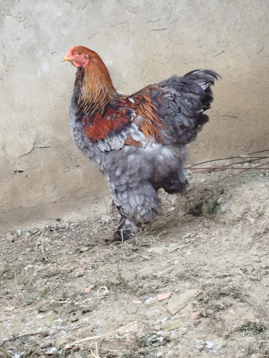 Brahmanka veľká - 2