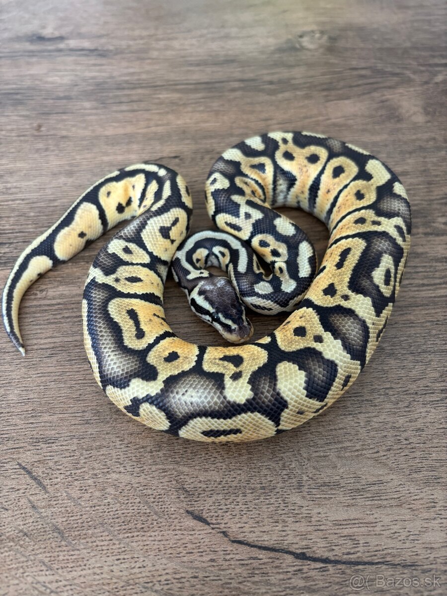 Python Regius/Pytón Kráľovský/Krajta Královská - 2