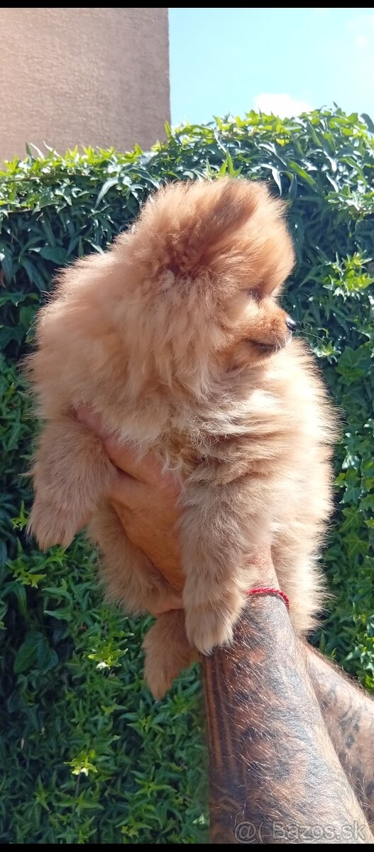 Pomeranian - 2