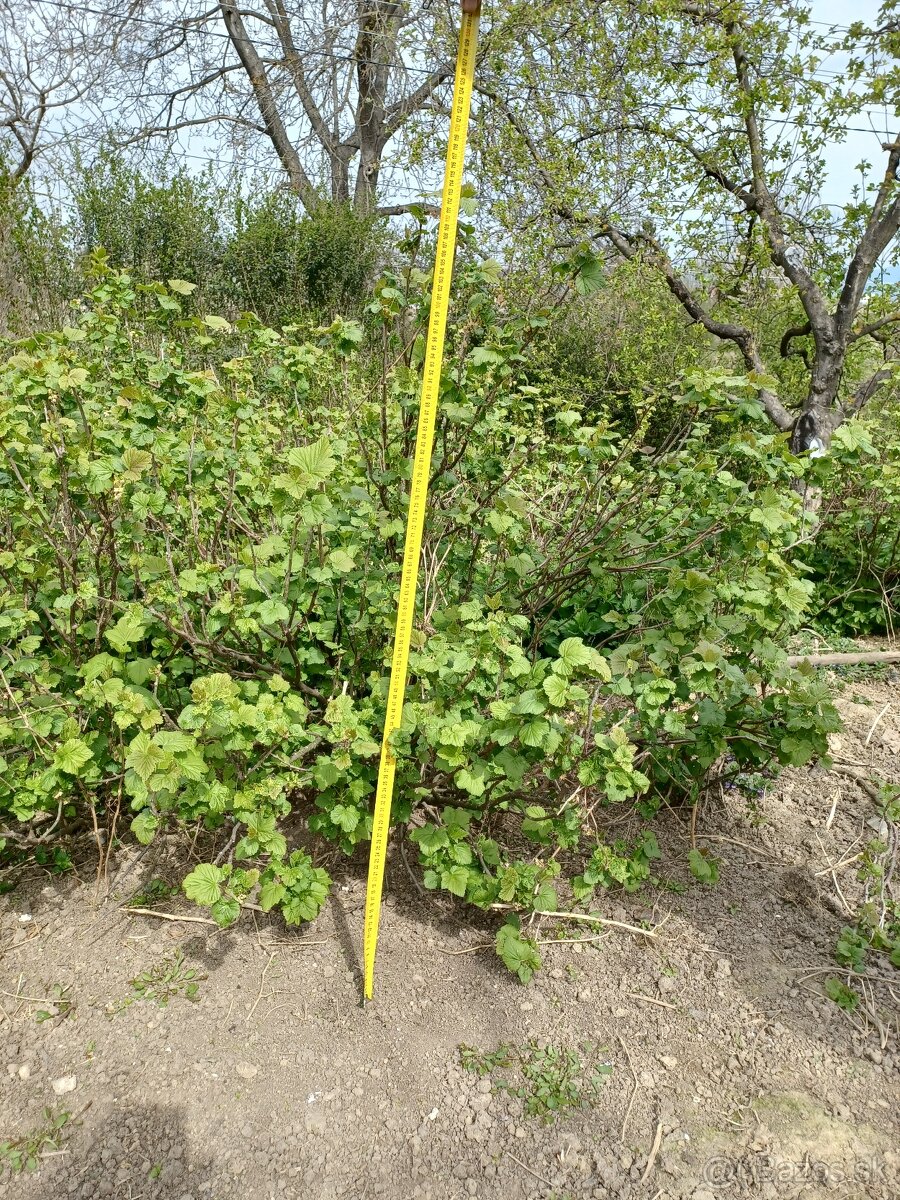 Cierne ríbezle - 2