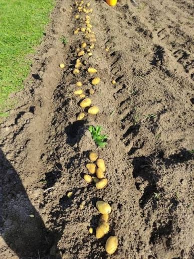 Chutné a zdravé domáce zemiaky 0,50€/kg - 2