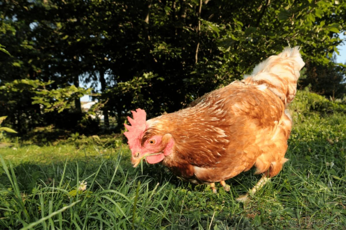 Predaj sliepok z rovzvozom - 2